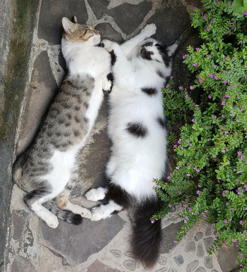 Villa Lumbalumba Lovina Dış mekan fotoğraf